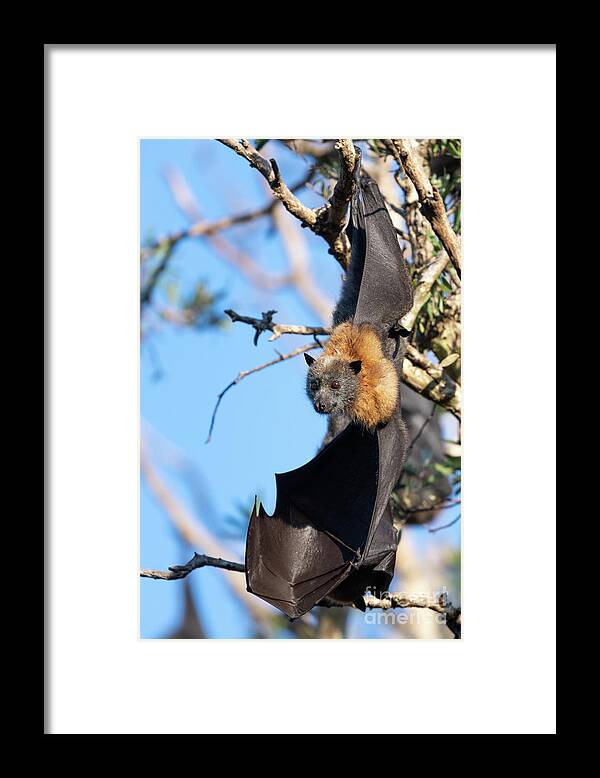 Animal Framed Print featuring the photograph Grey-headed Flying Fox #1 by Dr P. Marazzi/science Photo Library