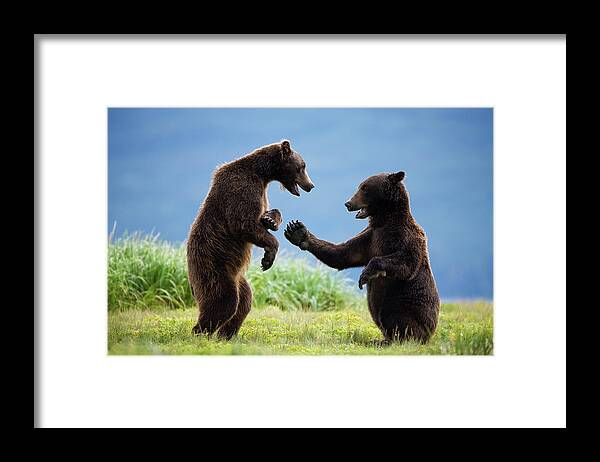Brown Bear Framed Print featuring the photograph Grizzly Bears, Katmai National Park #1 by Paul Souders