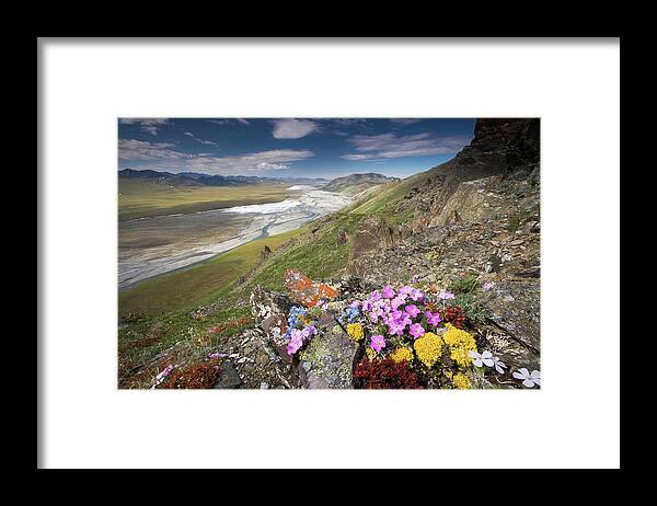 Non-urban Scene Framed Print featuring the photograph Hardy Alpine Or Arctic Wildflowers Grow #1 by Mint Images - Art Wolfe