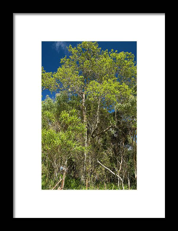 Sandalwood Tree Framed Print featuring the photograph Hawaiian Sandalwood Tree #1 by David L Moore