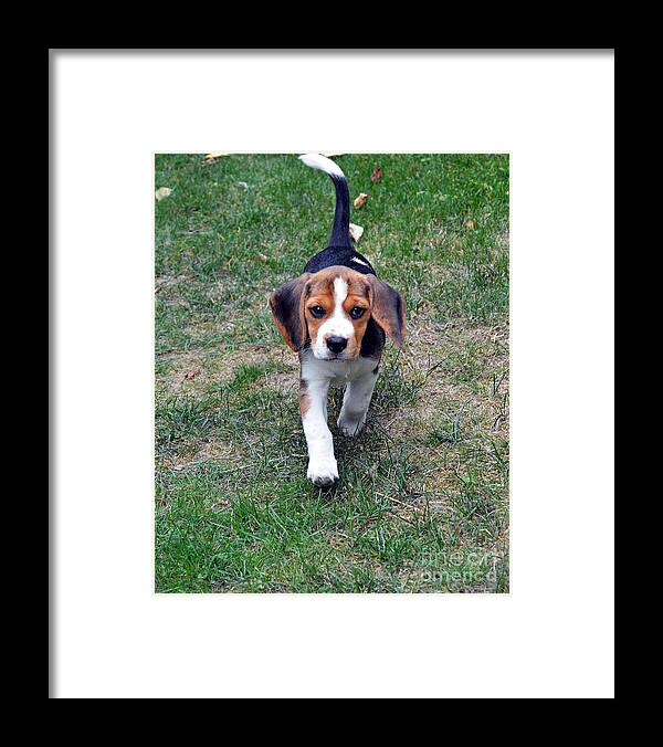 Beagle Puppy Framed Print featuring the photograph Hermine The Beagle by Thomas Schroeder