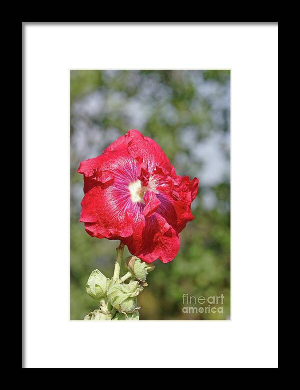 Biological Framed Print featuring the photograph Hollyhock (alcea Rosea 'chaters') #1 by Dan Sams/science Photo Library