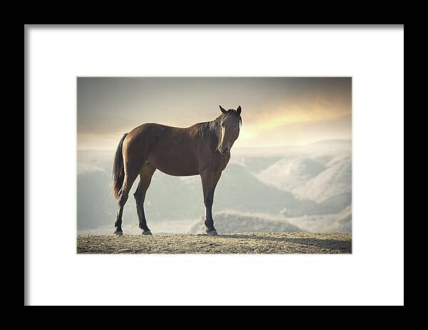 Horse Framed Print featuring the photograph Horse In Wild #1 by Arman Zhenikeyev - Professional Photographer From Kazakhstan