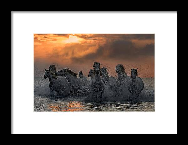 Horses Framed Print featuring the photograph Horses Running Through The Marsh #1 by Xavier Ortega