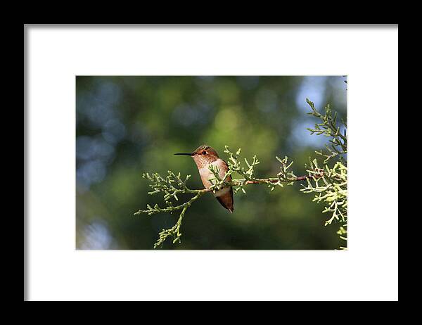 Hummingbird Framed Print featuring the photograph Hummingbird on a Branch #1 by Diana Haronis
