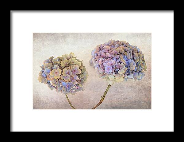 Flower Framed Print featuring the photograph Hydrangea #1 by Ytje Veenstra