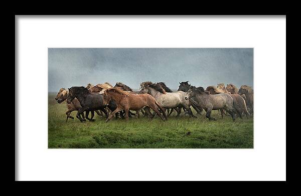 Photography Framed Print featuring the photograph Icelandic Horses Xiii #1 by Phburchett