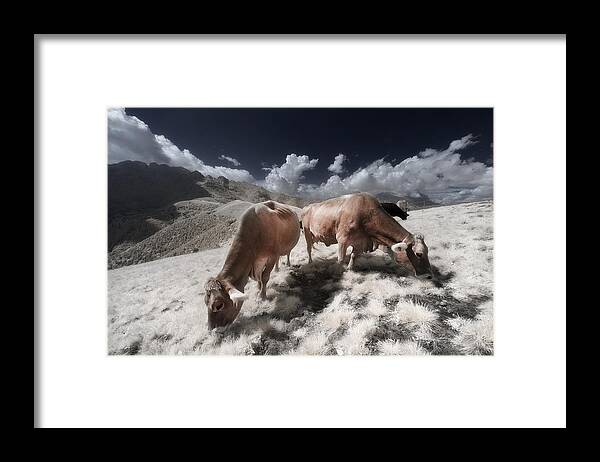 Cow Framed Print featuring the photograph Infrared Cows #1 by Filippo Manini
