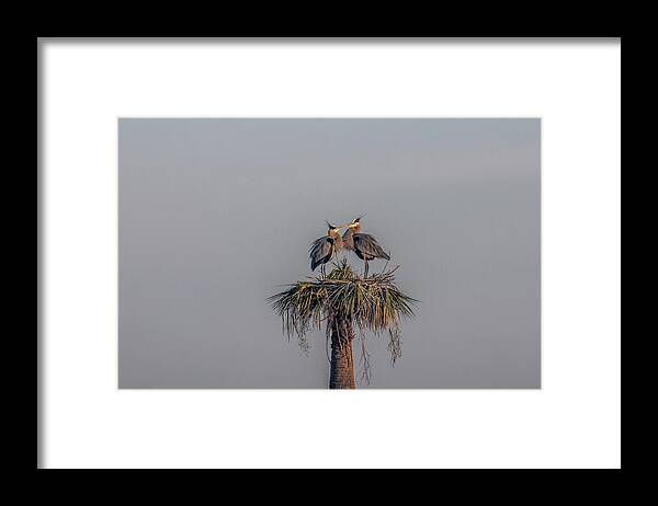 Great Blue Heron Framed Print featuring the photograph It Must Be Love #1 by Dorothy Cunningham