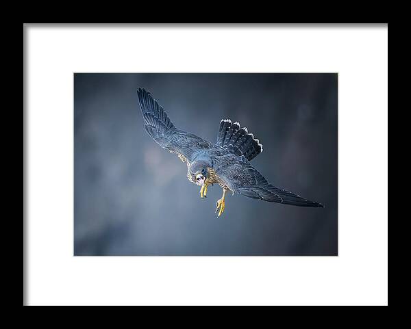 Falcon Framed Print featuring the photograph Juvenile Falcon #1 by Tao Huang
