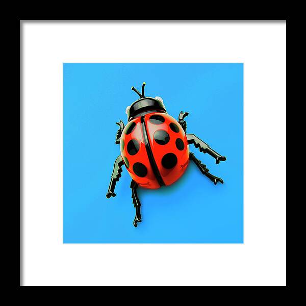 Animal Framed Print featuring the drawing Ladybug #1 by CSA Images