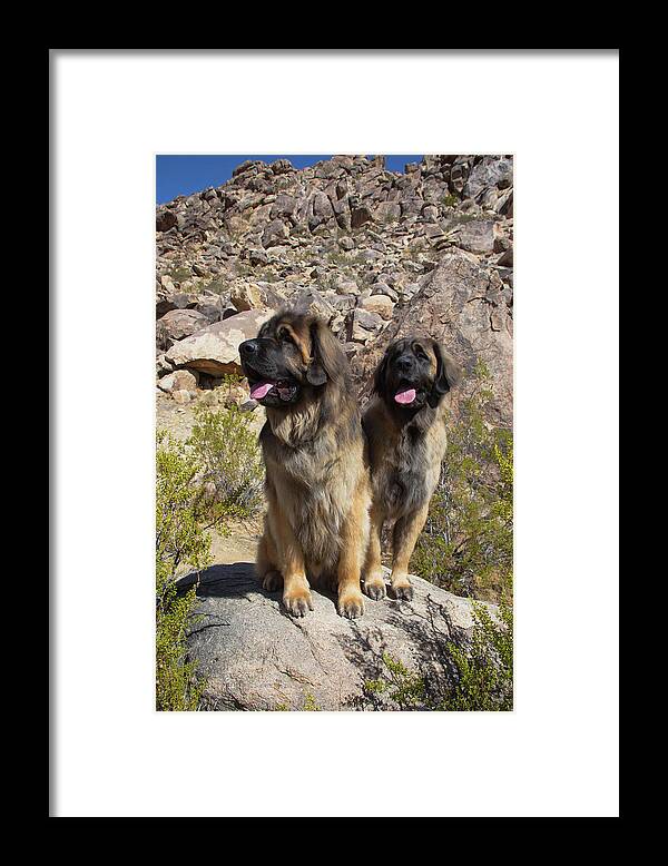 Caring Framed Print featuring the photograph Leonbergers Enjoying The High Desert #1 by Zandria Muench Beraldo