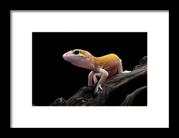 Animal Framed Print featuring the photograph Leopard Gecko #1 by Dikky Oesin
