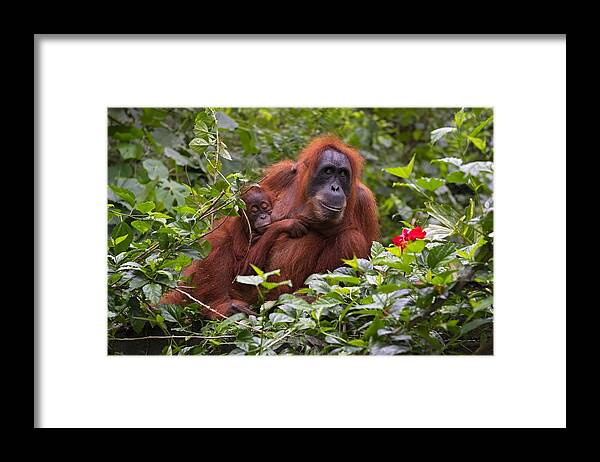 Nature Framed Print featuring the photograph Life #1 by Marco Pozzi