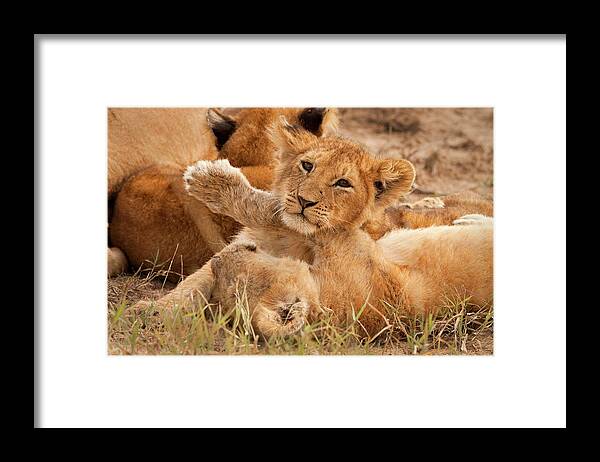 Kenya Framed Print featuring the photograph Lion Cubs Wrestle On Masai Mara, Kenya #1 by Carl D. Walsh