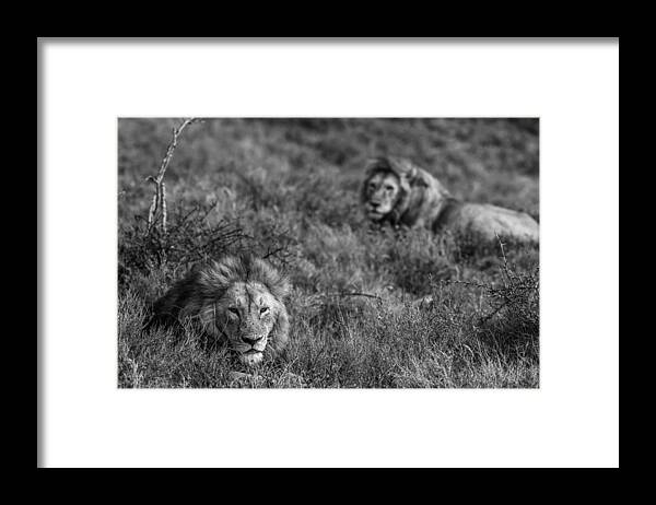Lions Framed Print featuring the photograph Lions #1 by Giuseppe Damico