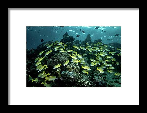 Coralreef
Underwater
Ocean
Lagoon
Coralgarden
Nature
Reef
Deep Framed Print featuring the photograph Living Reef #1 by Serge Melesan
