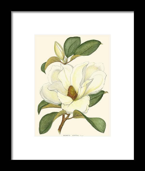 Landscapes & Seascapes Framed Print featuring the painting Magnolia #1 by John Silva