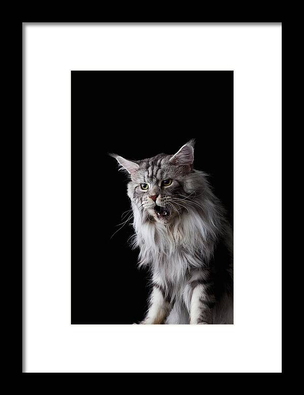 Three Quarter Length Framed Print featuring the photograph Maine Coon Cat #1 by Ultra.f