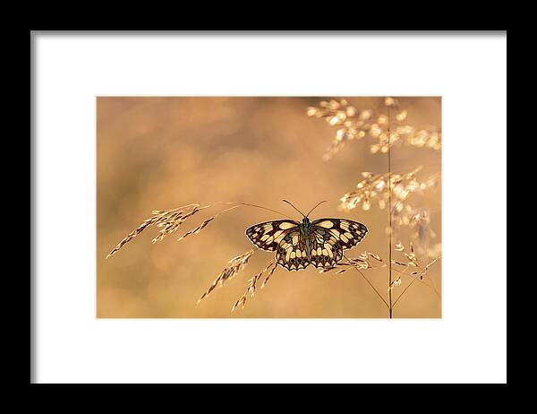 Animal Framed Print featuring the photograph Marbled White Butterfly Resting Among Tall Grasses And #1 by Ross Hoddinott / Naturepl.com
