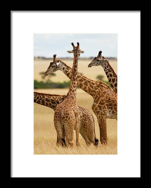 Kenya Framed Print featuring the photograph Masai Giraffe Graze On Masai Mara #1 by Carl D. Walsh