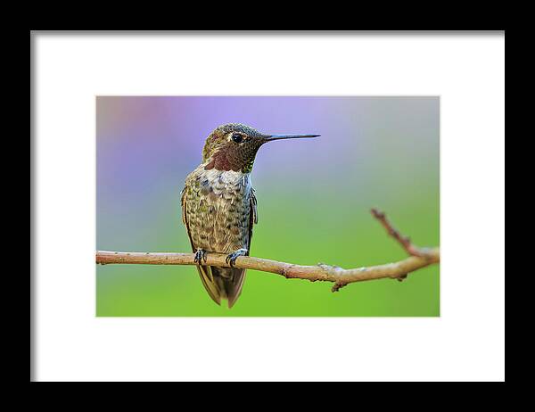 Animal Framed Print featuring the photograph Midsummer Night's Dream IV - Male Anna's Hummingbird by Briand Sanderson