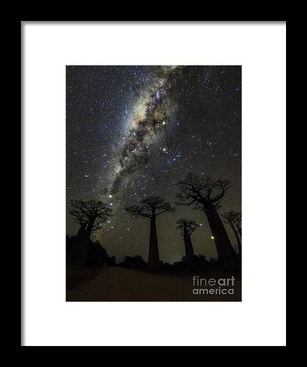 Nobody Framed Print featuring the photograph Milky Way Over Baobab Trees #1 by Amirreza Kamkar / Science Photo Library