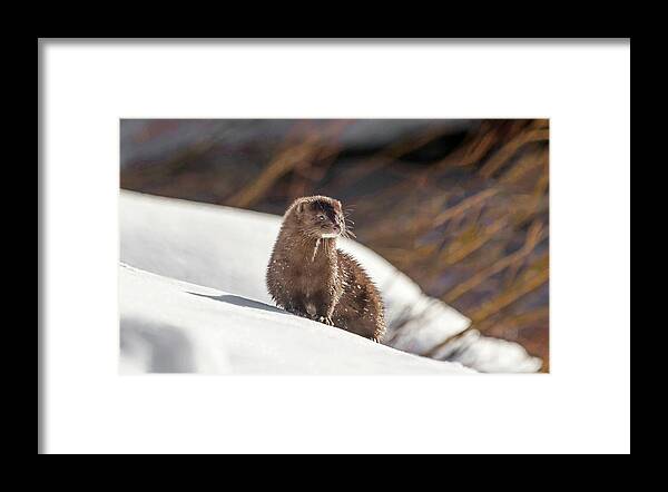  Framed Print featuring the photograph Mink #2 by Ronnie And Frances Howard