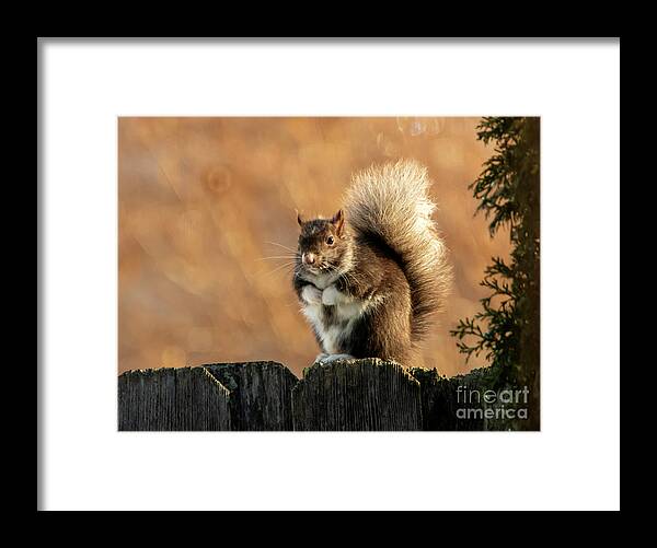 Squirrel Framed Print featuring the photograph Mittens the Squirrel #1 by Sandra J's