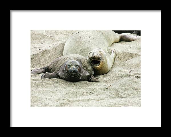 Elephant Seals Framed Print featuring the photograph Mom and Pup #1 by Anthony Jones