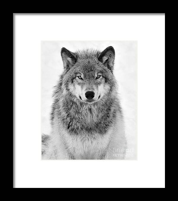 One Animal Framed Print featuring the photograph Monotone Timber Wolf #1 by Tony Beck