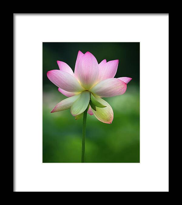 Flower Framed Print featuring the photograph Morning Glow by Art Cole