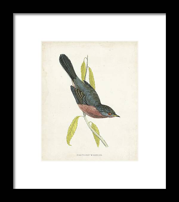 Animals & Nature Framed Print featuring the painting Morris Dartford Warbler #1 by Morris
