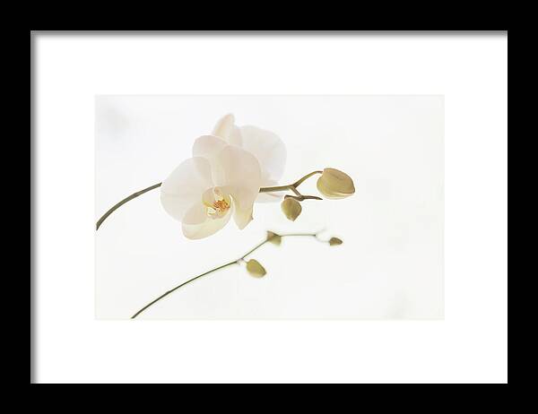 White Background Framed Print featuring the photograph Moth Orchid Phalaenopsis #1 by David Madison