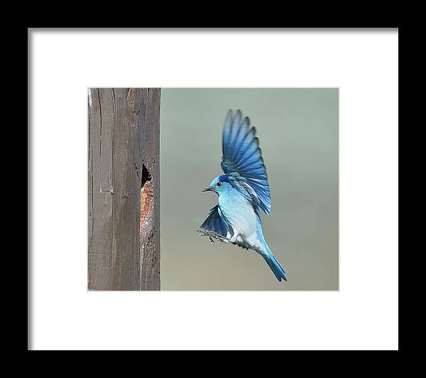 Animal Themes Framed Print featuring the photograph Mountain Bluebird #1 by Cr Courson