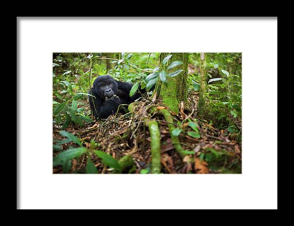 Vertebrate Framed Print featuring the photograph Mountain Gorilla, Volcanoes National #1 by Mint Images - Art Wolfe