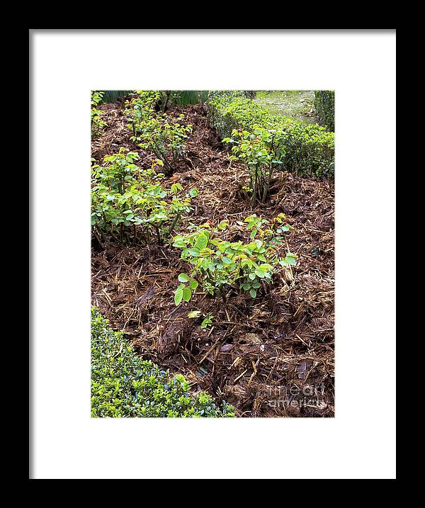 Horticulture Horticultural Framed Print featuring the photograph Mulch Of Manure On Rose Beds #1 by Geoff Kidd/science Photo Library