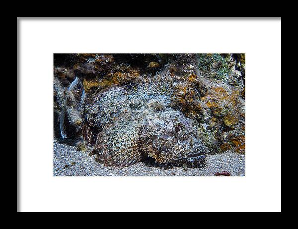 Diving Framed Print featuring the photograph Now You See Me, Now You Don't... #1 by Dani Barchana