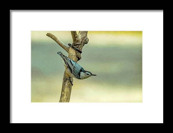 Songbird Framed Print featuring the photograph Nuthatch #1 by Cathy Kovarik