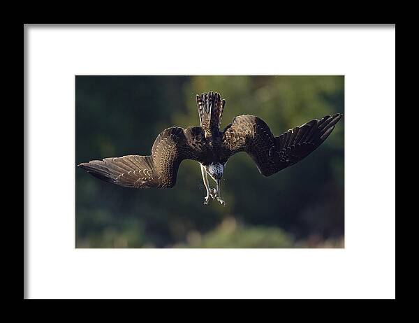 Osprey Framed Print featuring the photograph Ospreys Catch Fish #1 by Johnny Chen