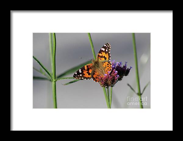 Painted Lady Butterfly Framed Print featuring the photograph Painted Lady Butterfly Beauty #2 by Karen Adams