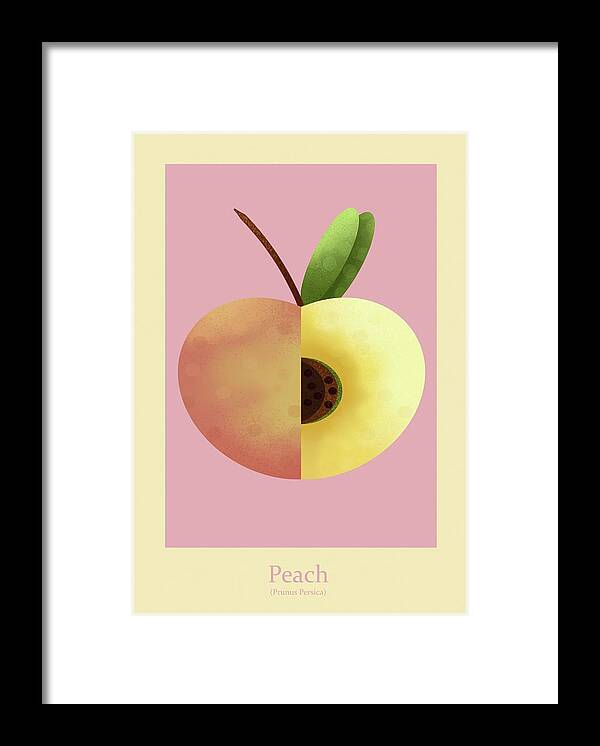 Peach Framed Print featuring the painting Peach #1 by Joe Gilronan