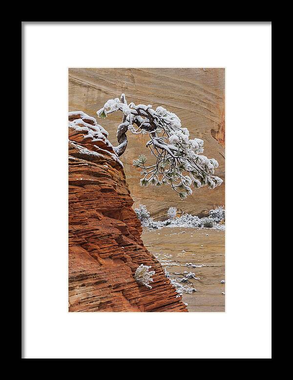 Jeff Foott Framed Print featuring the photograph Pine Tree In Zion Natl Park #1 by Jeff Foott