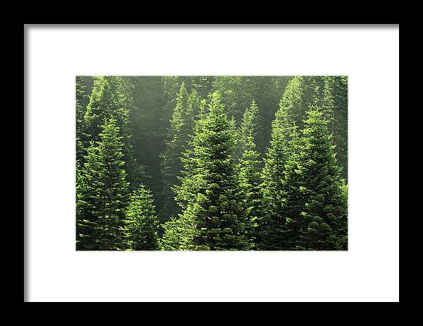 Scenics Framed Print featuring the photograph Pine Tree #1 by Petekarici