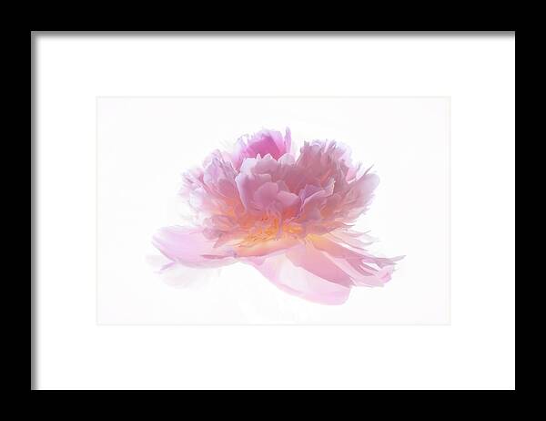 Peony Framed Print featuring the photograph Pink Peony #1 by Philippe Sainte-Laudy