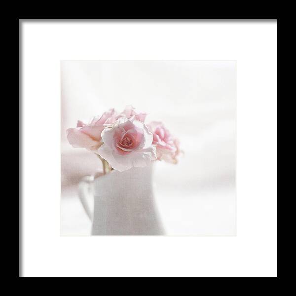 White Background Framed Print featuring the photograph Pink Roses #1 by Jill Ferry