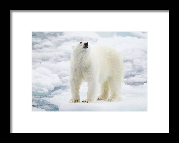Vertebrate Framed Print featuring the photograph Polar Bear #1 by Kencanning