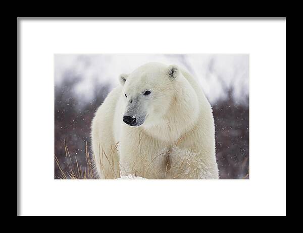 Three Quarter Length Framed Print featuring the photograph Polar Bear Ursus Maritimus Walking #1 by Robert Postma / Design Pics