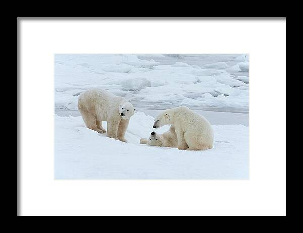Bear Cub Framed Print featuring the photograph Polar Bears In The Wild. A Powerful by Mint Images - David Schultz