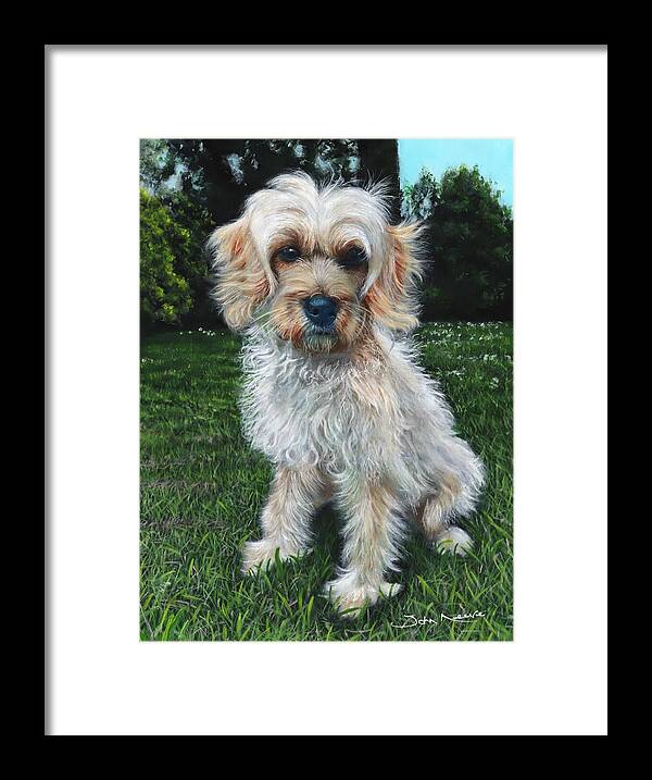Shih Tzu Framed Print featuring the painting Portrait of Toffee #1 by John Neeve